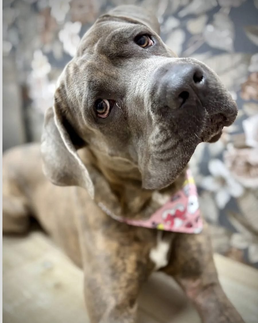 Cane corso grigio con bandana