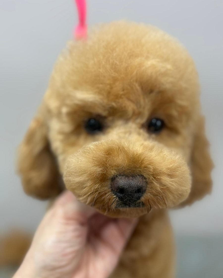 Cucciolo di barboncino appena toelettato