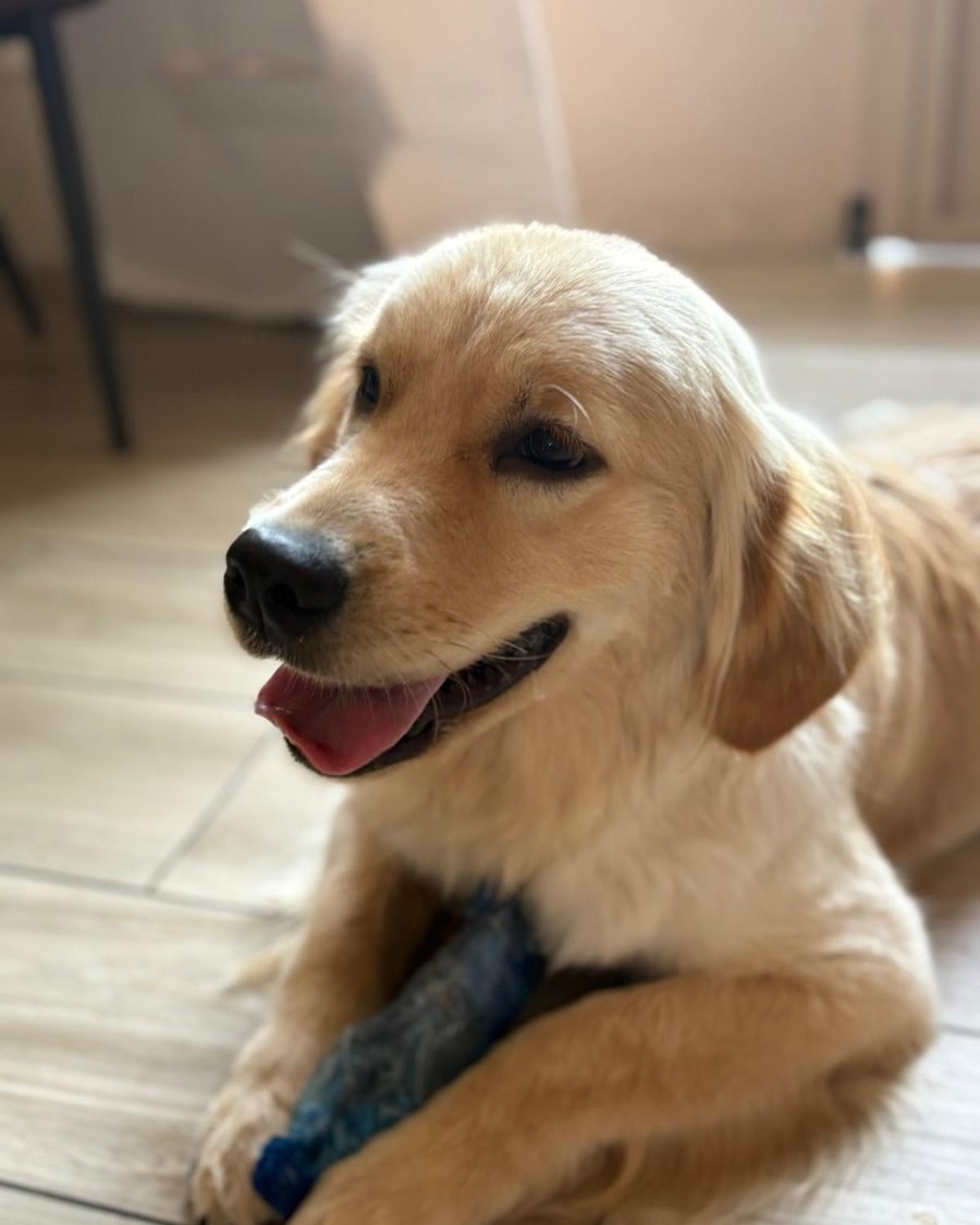 Cucciolo di golden retriever sdraiato con un gioco