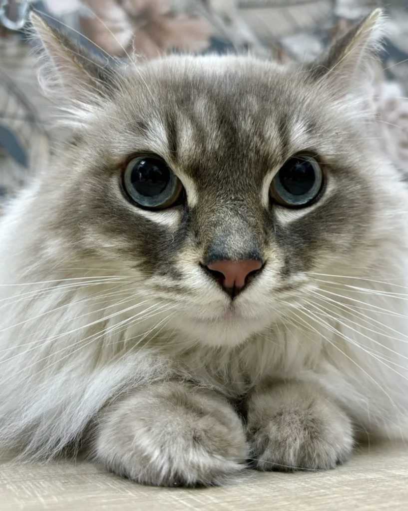 Gatto a pelo lungo argentato