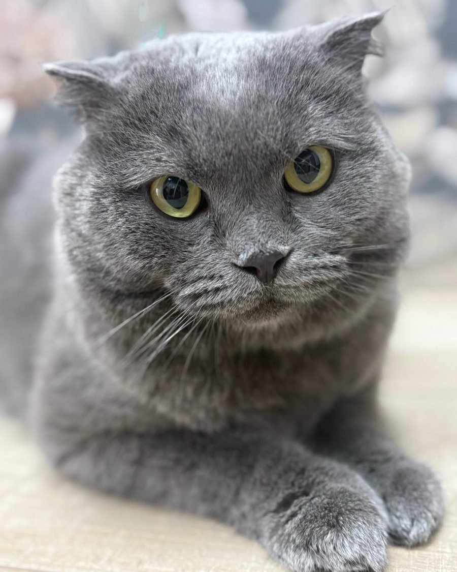 Gatto grigio a pelo corto
