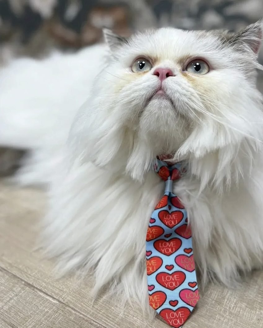 Gatto persiano bianco a pelo lungo