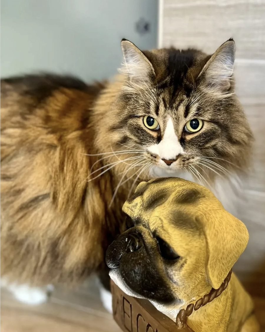 Gatto tigrato a pelo lungo