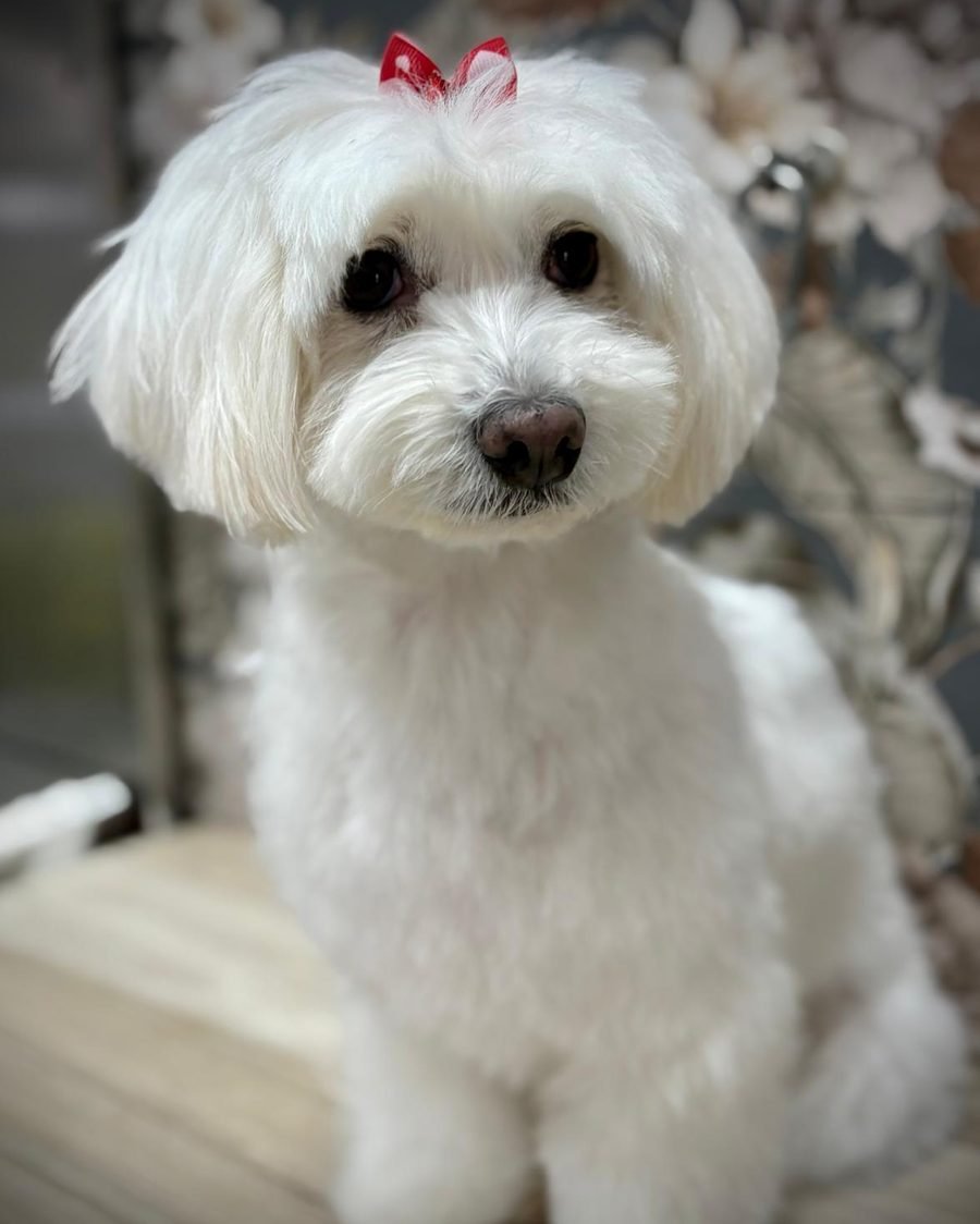 Maltese bianco con fiocco rosso