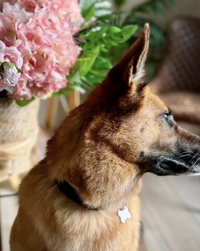 Cane di tipo pastore ripreso di profilo in salone