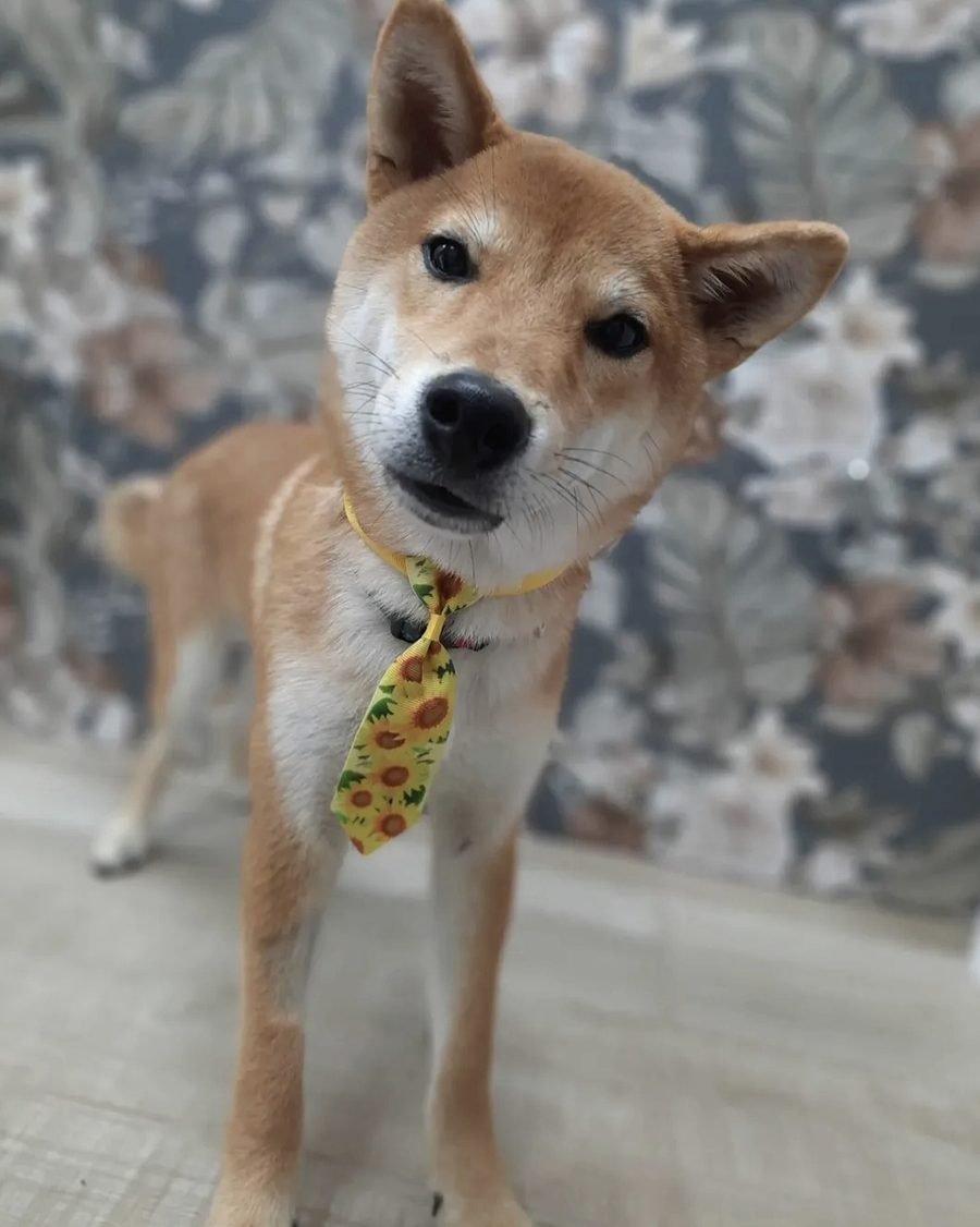 Shiba inu con cravattino a girasoli