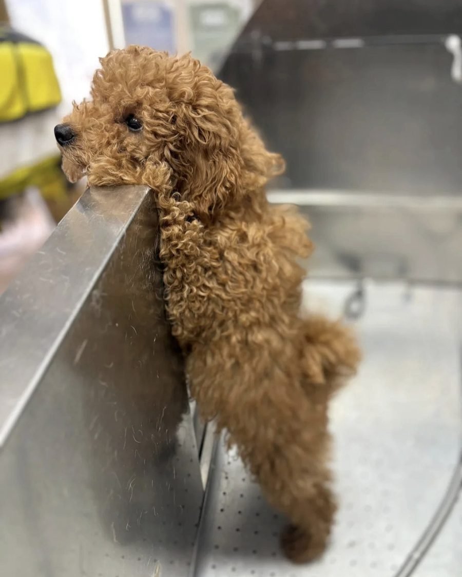 Cane appoggiato al bordo della vasca in acciaio